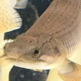 ポリプテルス　パルマス　ポーリー　顔　かわいい