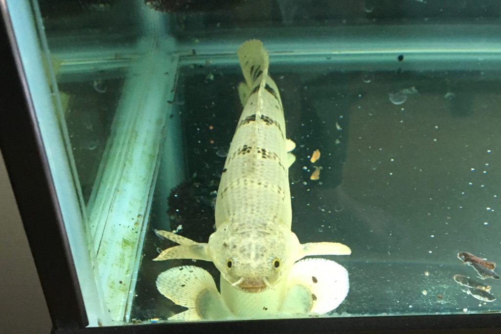 ポリプテルス デルヘッジ 寝る