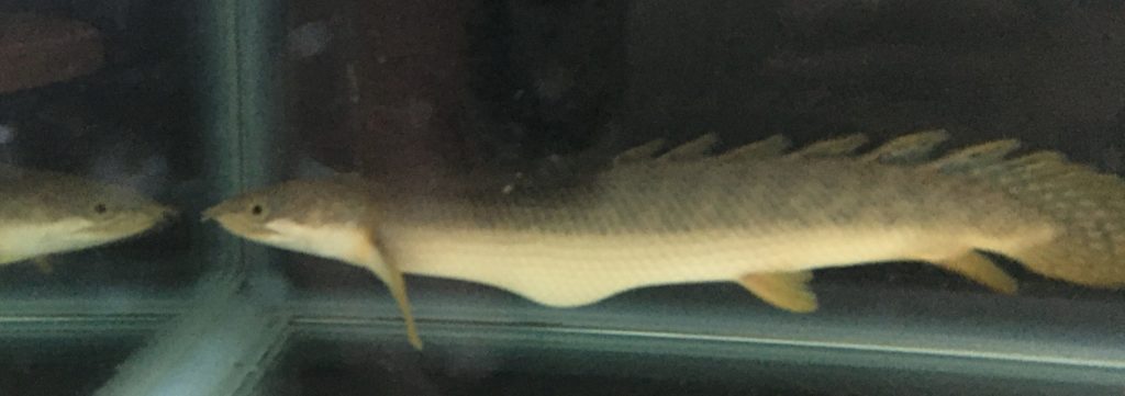 ポリプテルス パルマス ポーリー 食べすぎ 腹部膨張 消化不良