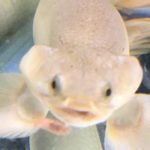 ポリプテルス　セネガルス　人工餌　餌　エサ