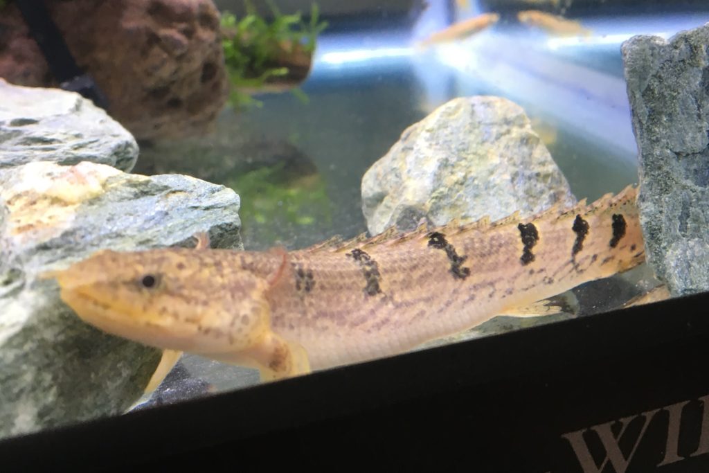 ポリプテルス　デルヘッジ　外鰓　幼魚　稚魚　ベビー