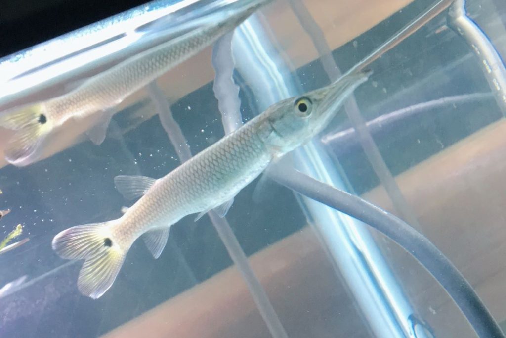 ブラントノーズガー　幼魚　体長10cm