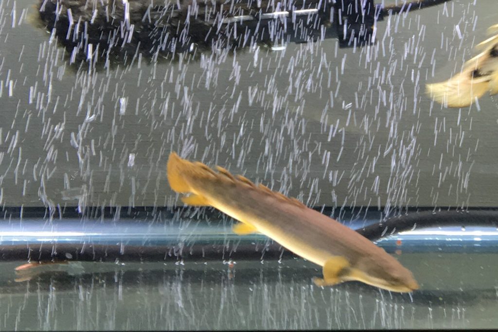 ポリプテルス　パルマス　ポーリー　泳ぐ