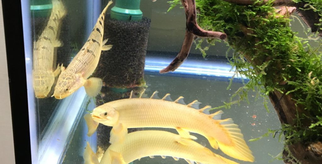 ポリプテルス　デルヘッジ　セネガルス　バンド　外鰓　若魚