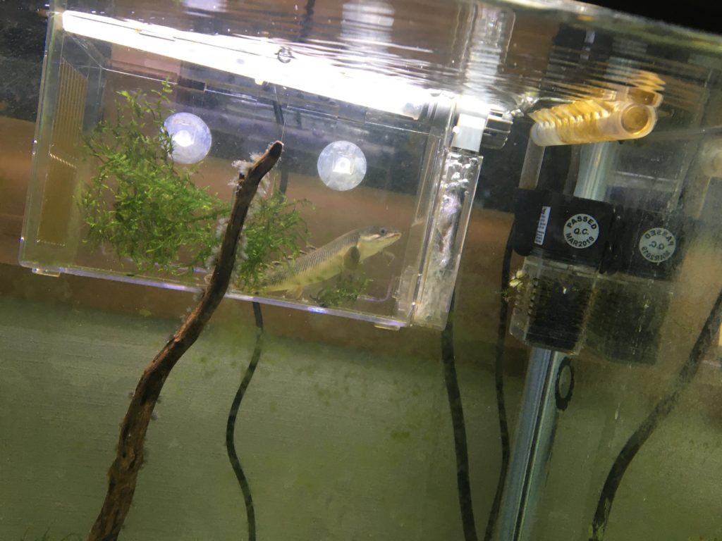 ポリプテルス同士は混泳できる？複数飼育できる種類や大きさ、水槽環境