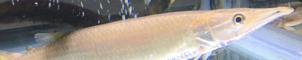 ブラントノーズガー