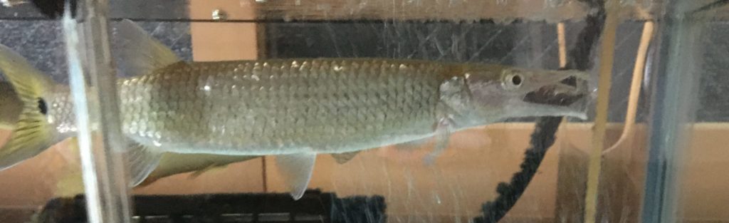 ブラントノーズガー　餌　生き餌　どじょう