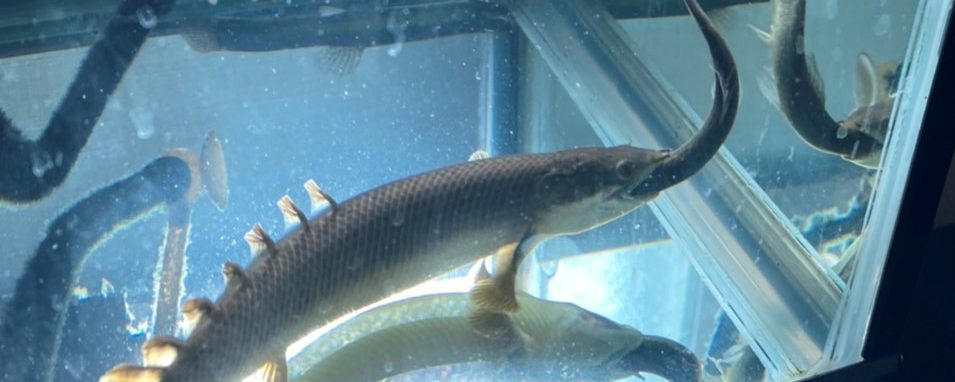 ポリプテルス　パルマス　ポーリー　生き餌　どじょう