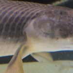 ポリプテルス　パルマス　ポーリー　成魚