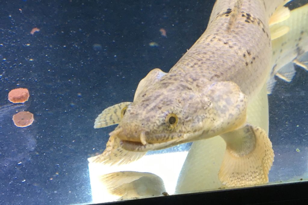 ポリプテルス　デルヘッジ　餌　エサ　人工餌