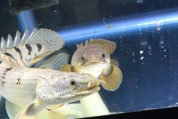 ポリプテルス パルマスポーリーの魅力と飼育方法 | Aquariumer｜水草