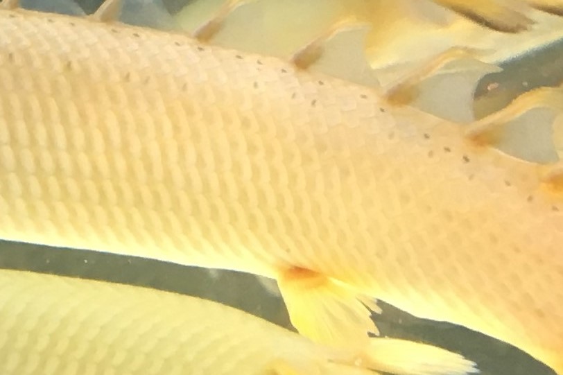 ポリプテルス 　セネガルス　模様