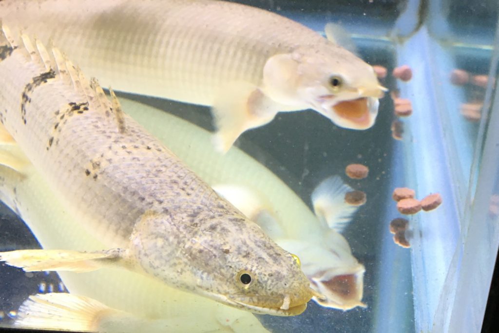 ポリプテルス　デルヘッジ　セネガルス　エサ　餌　人工餌