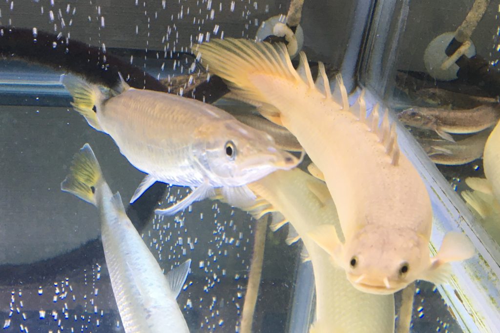ポリプテルスセネガルスの飼い方｜水槽サイズ・成長速度・餌付けのコツ