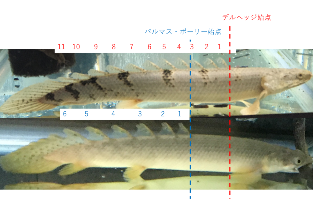 ポリプテルス　パルマス　ポーリー　デルヘッジ　背びれ　比較