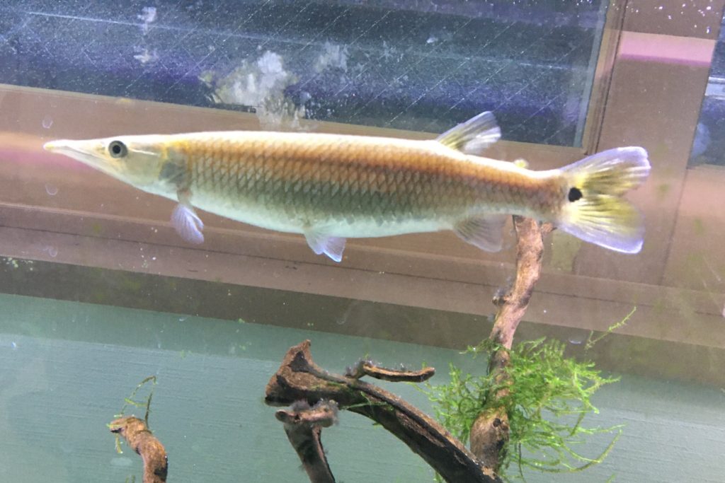 ブラントノーズガー　成魚　体長25cm