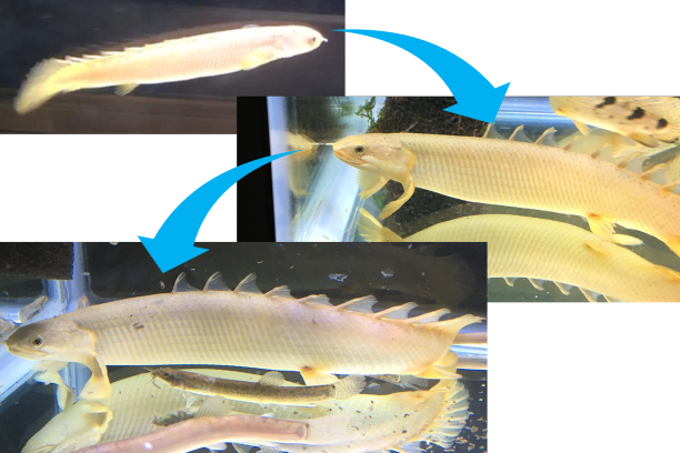 ポリプテルス　セネガルス　成長過程　成長速度