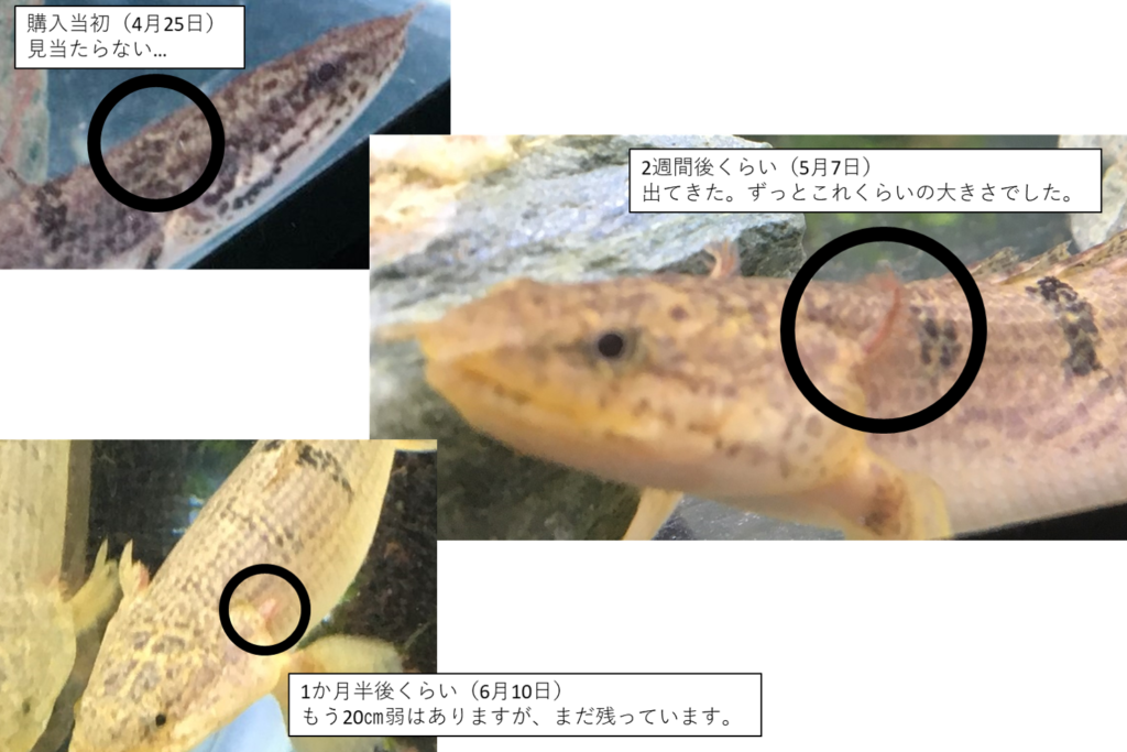 ポリプテルスデルヘジィ4匹まとめ