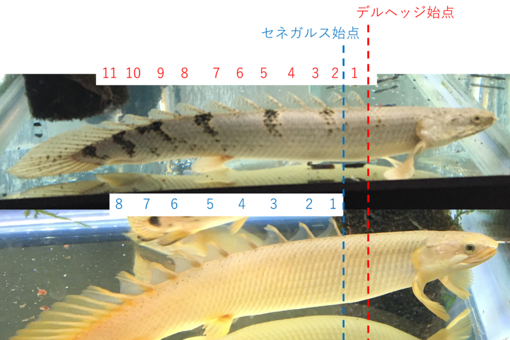 ポリプテルス・デルヘッジィ　【２匹】 ポリプテルス デルヘッジの飼育方法〜バンドの種類から大きさ、餌まで