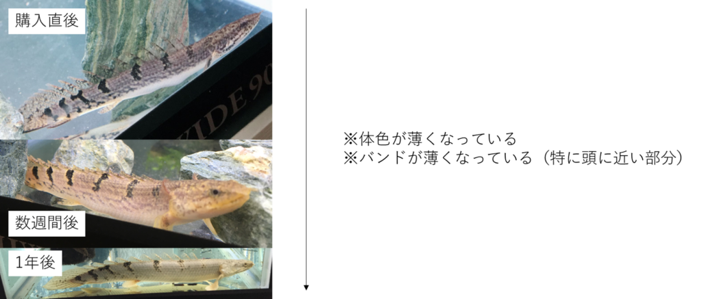 ポリプテルス　デルヘッジ　成長過程　成長速度