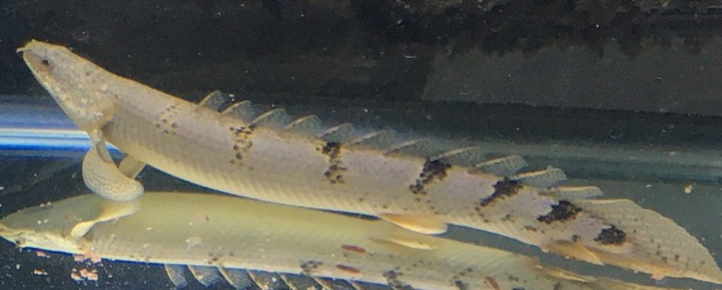 ポリプテルス　デルヘッジ　成魚