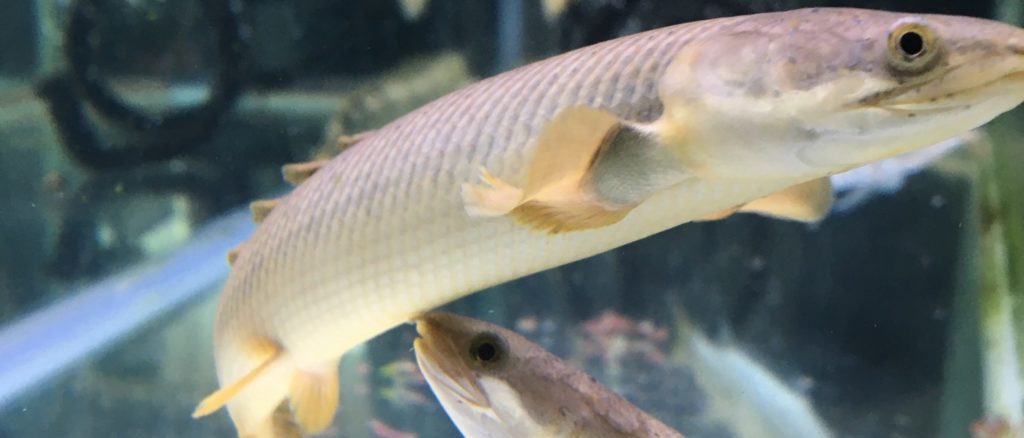 【ワイルド個体】ポリプテルスパルマスポーリー ポリプテルス パルマスポーリーの魅力と飼育方法 | Aquariumer｜水草