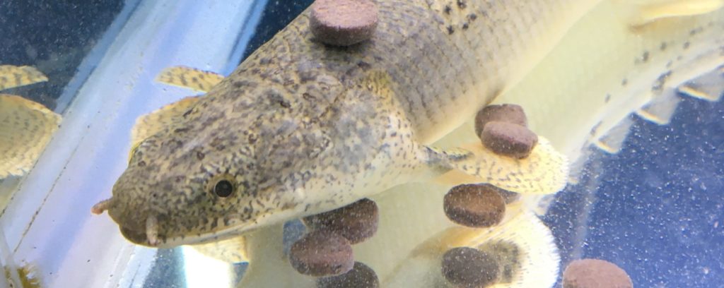 ポリプテルス　デルヘッジ　顔