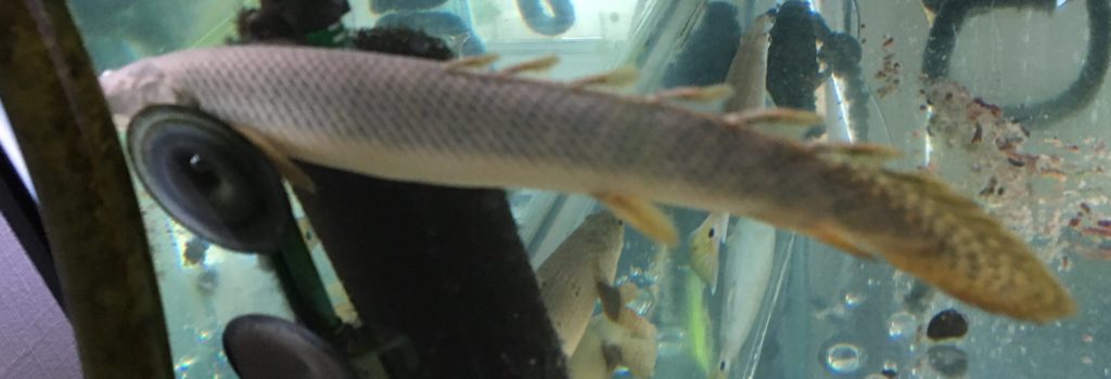 ポリプテルス　パルマス　ポーリー　浮く