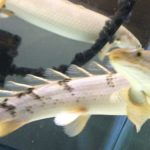 ポリプテルス　デルヘッジ　泳ぎ回る　エサくれダンス