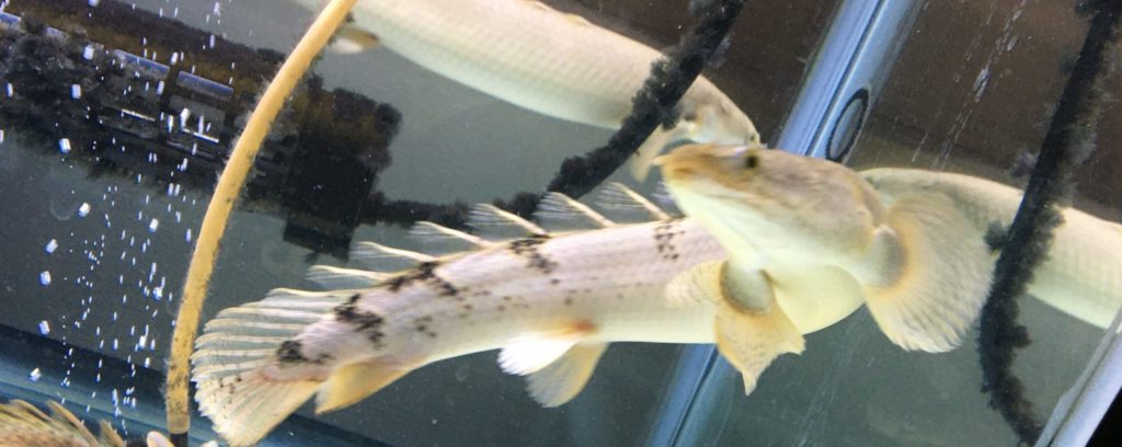 ポリプテルスの種類とそれぞれの飼育方法。必要な設備や費用、注意点