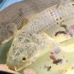 ポリプテルス　餌　人工餌　エサ　デルヘッジ　パルマス　ポーリー