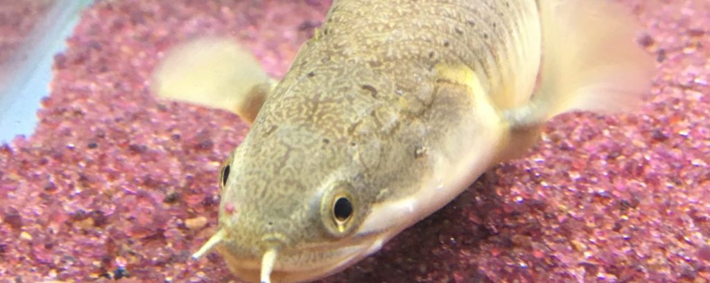 ポリプテルス　セネガルス　顔