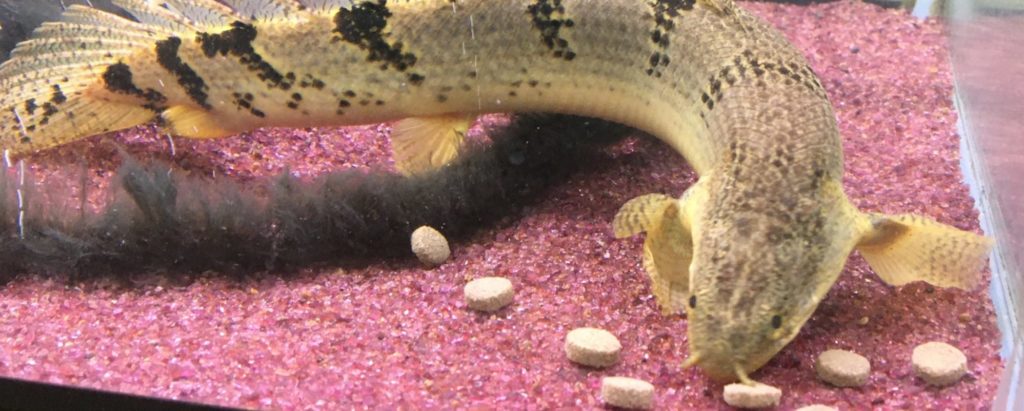 ポリプテルス デルヘッジ エサ 餌 人工餌