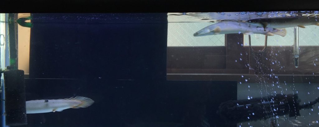 ポリプテルス　息継ぎ