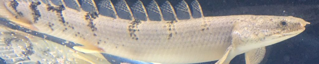 ポリプテルス　デルヘッジ