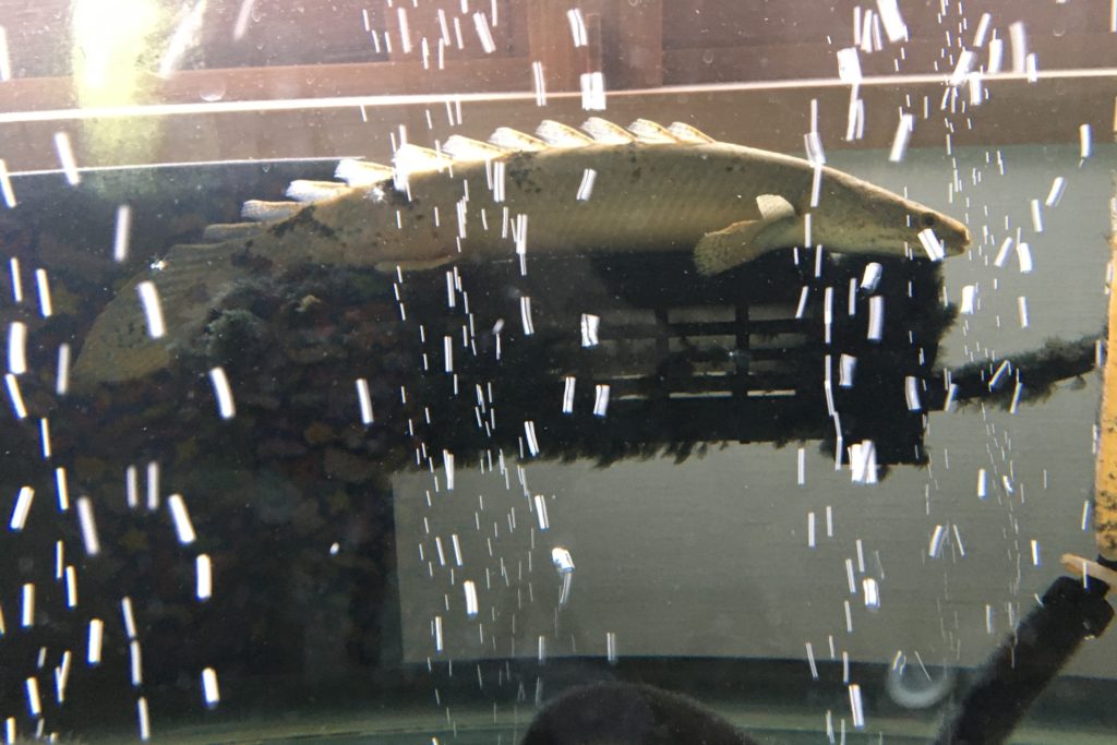 ポリプテルス　デルヘッジ　ヒーター