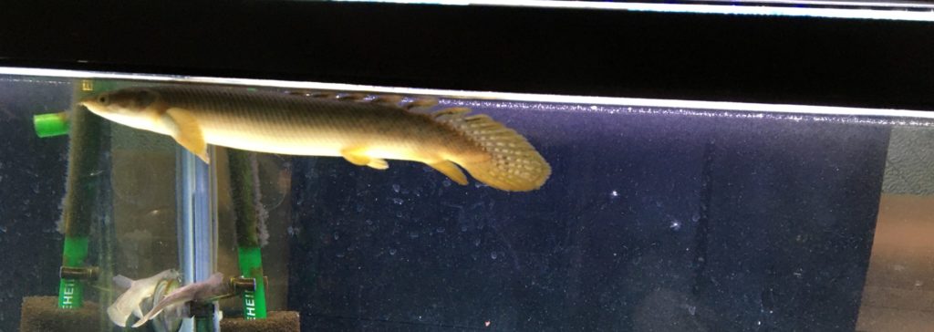 ポリプテルス　パルマス　ポーリー　浮く