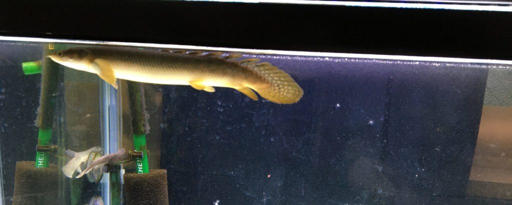 ポリプテルス　浮く