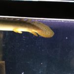 ポリプテルス　浮く