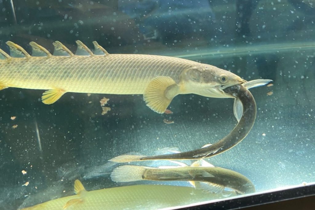 ポリプテルス　パルマス　ポーリー　生き餌　どじょう