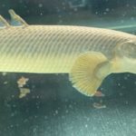 ポリプテルス　パルマス　ポーリー　生き餌　どじょう