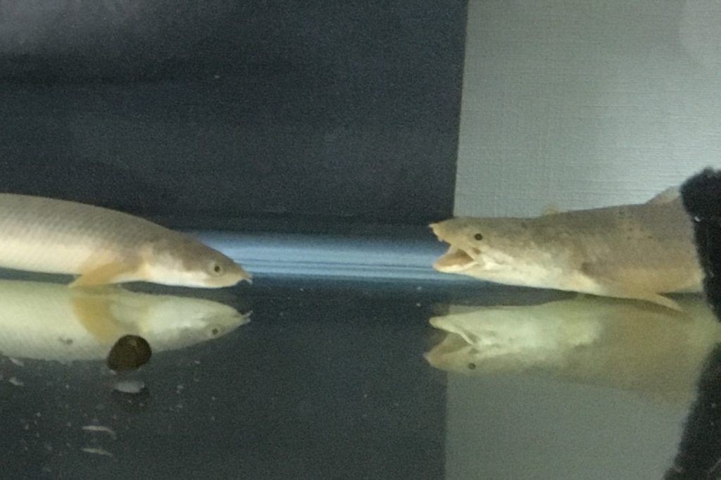 ポリプテルス　あくび