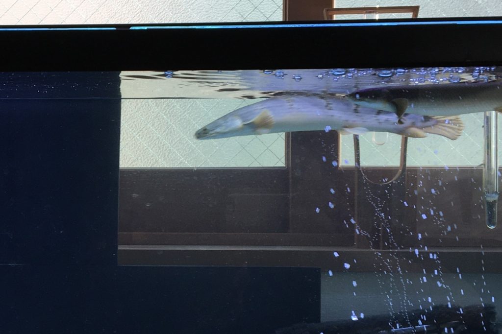 ポリプテルス 息継ぎ 肺呼吸 エラ呼吸