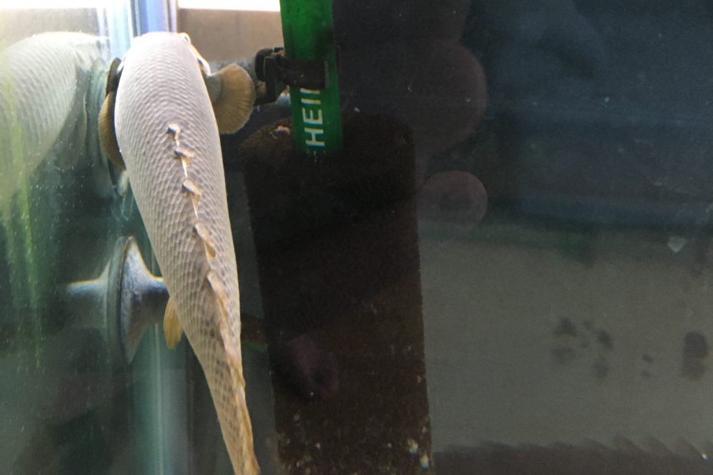 ポリプテルス　パルマス　ポーリー　浮く