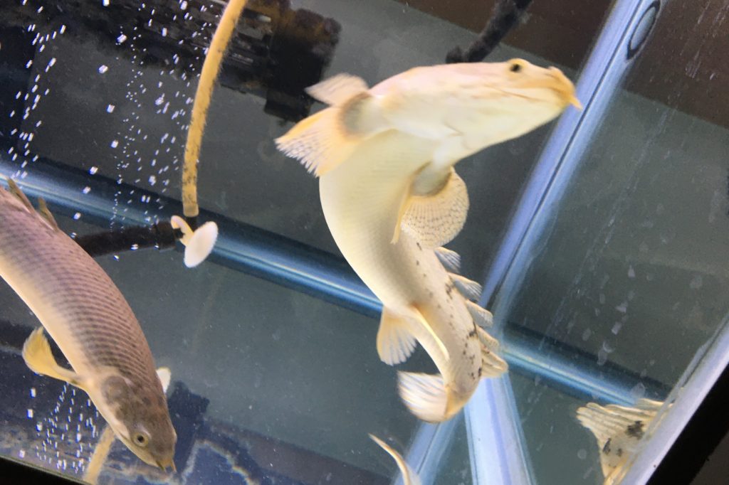ポリプテルス　泳ぎ回る