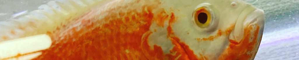 オスカー　ポリプテルス　混泳