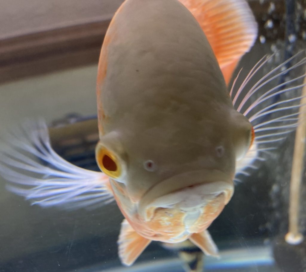 オスカー　エサくれダンス