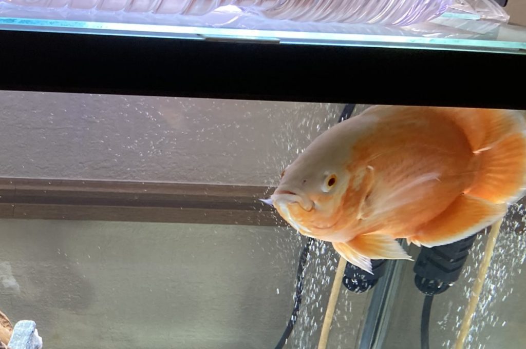 オスカー　成長速度　アルビノ