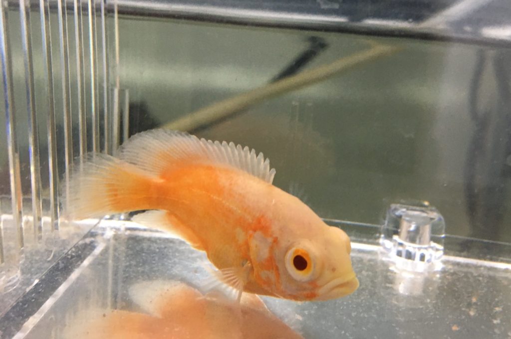 オスカー　ベビー　幼魚　成長速度　アルビノ