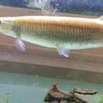 ブラントノーズガー　成長速度　最大　サイズ　大きさ　混泳　餌　繁殖　性格　飼育方法　飼い方